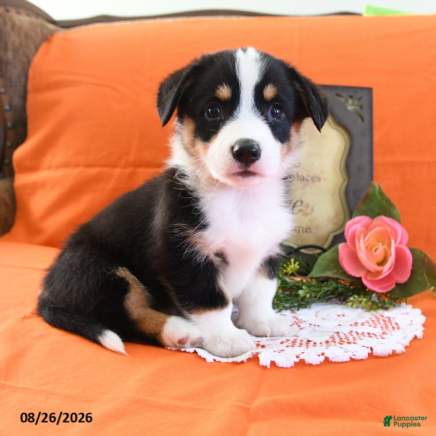 Welsh Corgi Pembroke dogs Chico - Ad 2