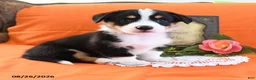 Welsh Corgi Pembroke dogs for sale: Chico - Ad 2