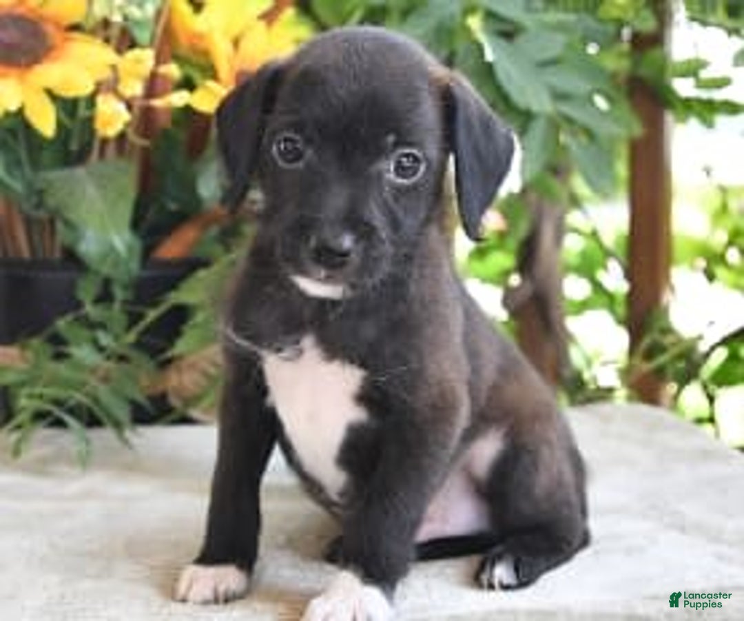 Gallery Image {{count}}