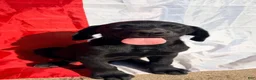 Labrador Retriever dogs for sale: Labrador Retriever 1 - Ad 15