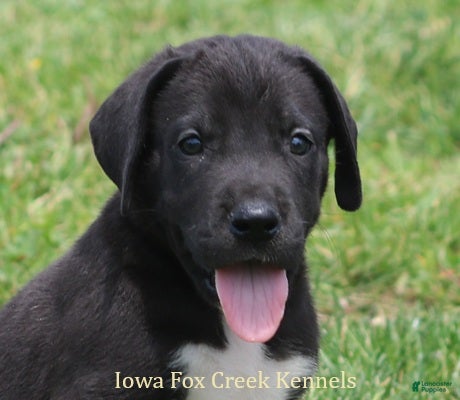 Great Dane dogs MIlo - Ad 25