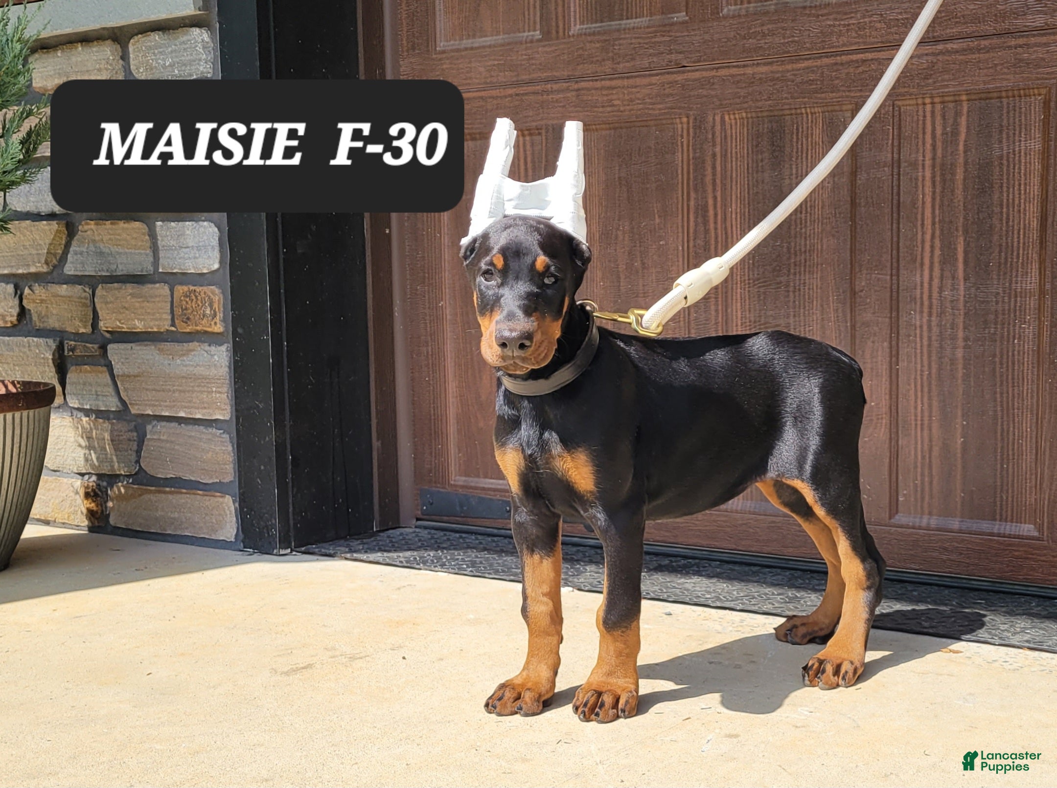 Doberman Pinscher dogs MAISIE  - Ad 41