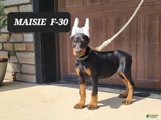 Doberman Pinscher dogs MAISIE - Ad 33