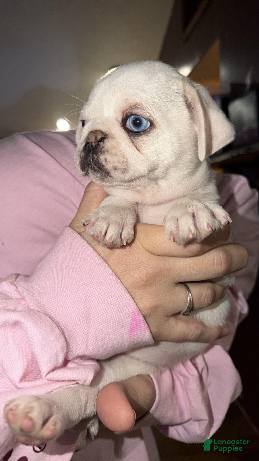 Pug dogs Pearl - Ad 2