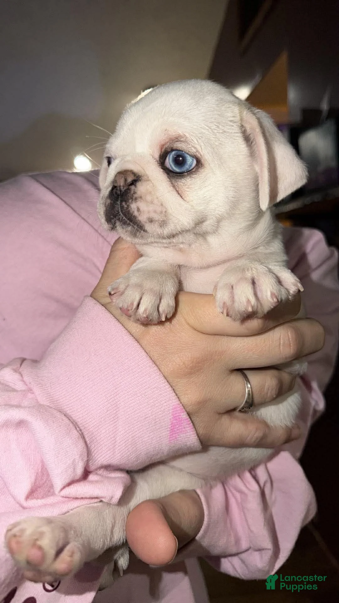 Pug dogs for sale: Pearl - Ad 2