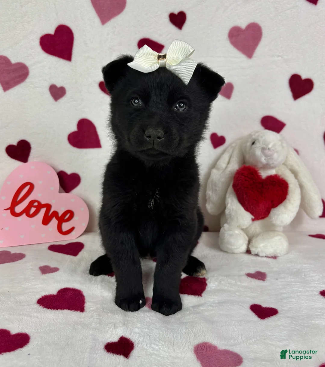 Mixed Breed dogs for sale: Clara - Ad 1