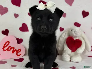 Mixed Breed dogs Clara - Ad 20