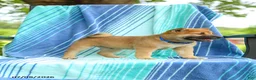Shiba Inu dogs for sale: Pepper - Ad 5