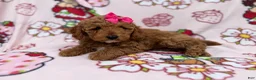 Cockapoo dogs for sale: Remi - Ad 1