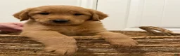 Golden Retriever dogs for sale: Yellow - Ad 1