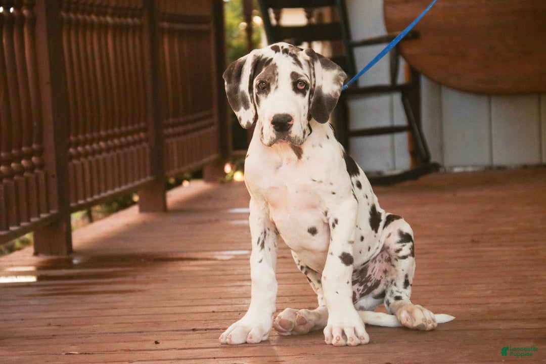Great Dane dogs for sale: Blake Great Dane  - Ad 1