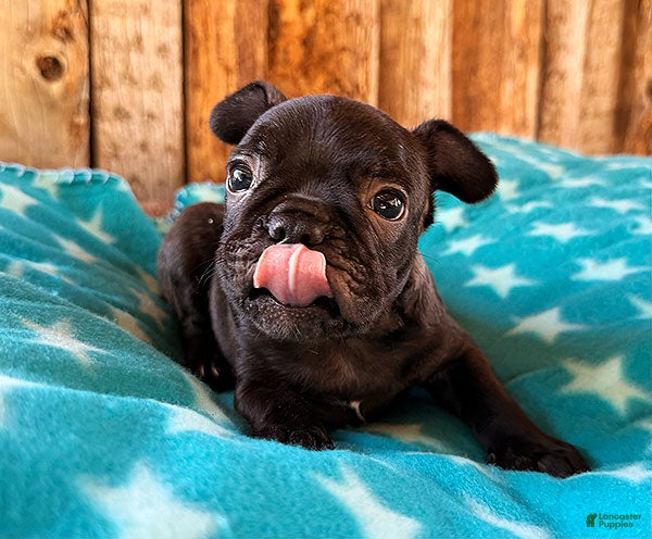 Frenchton dogs Gorilla - Ad 1