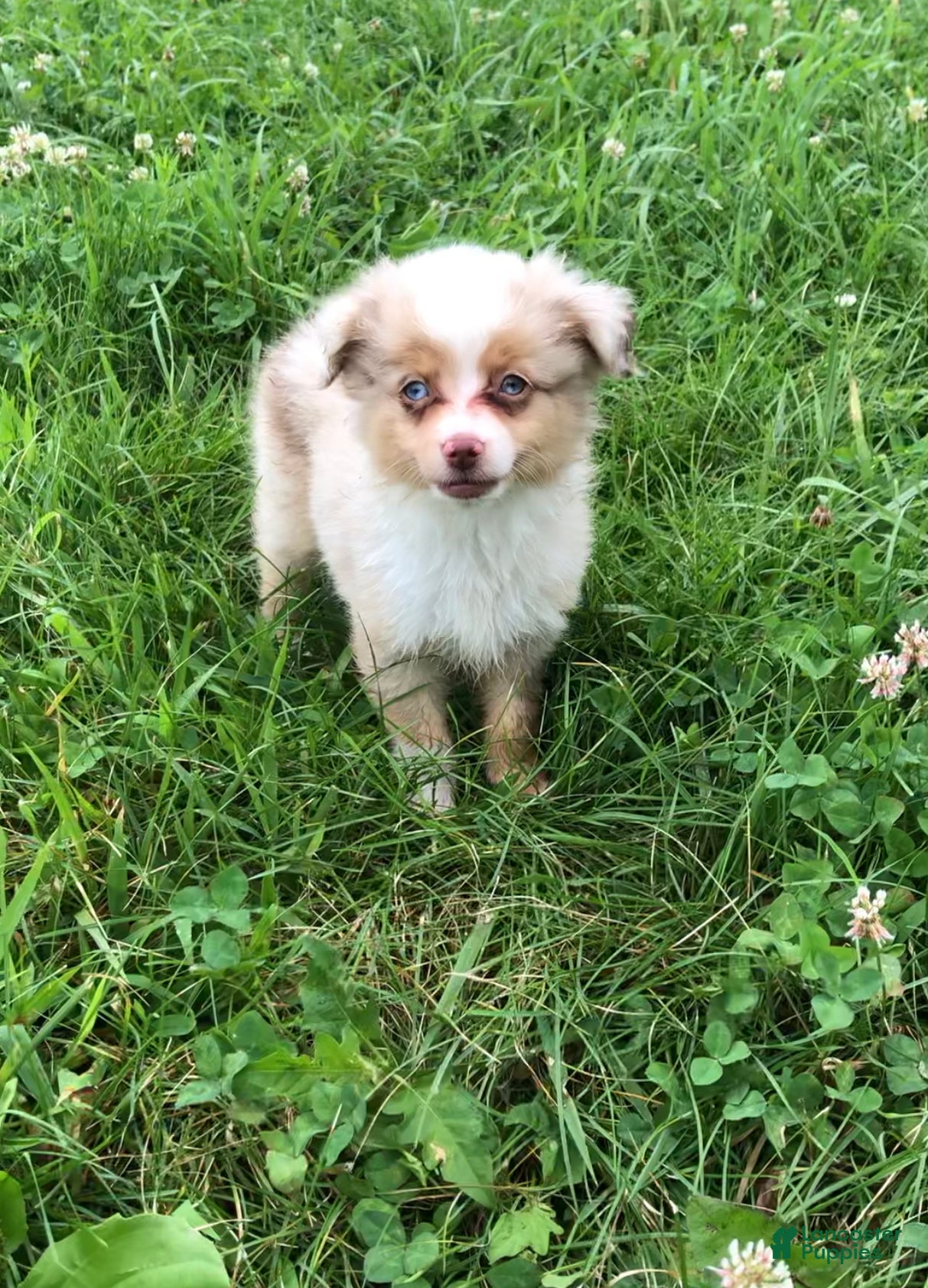 Toy Australian Shepherd dogs Akira - Ad 1