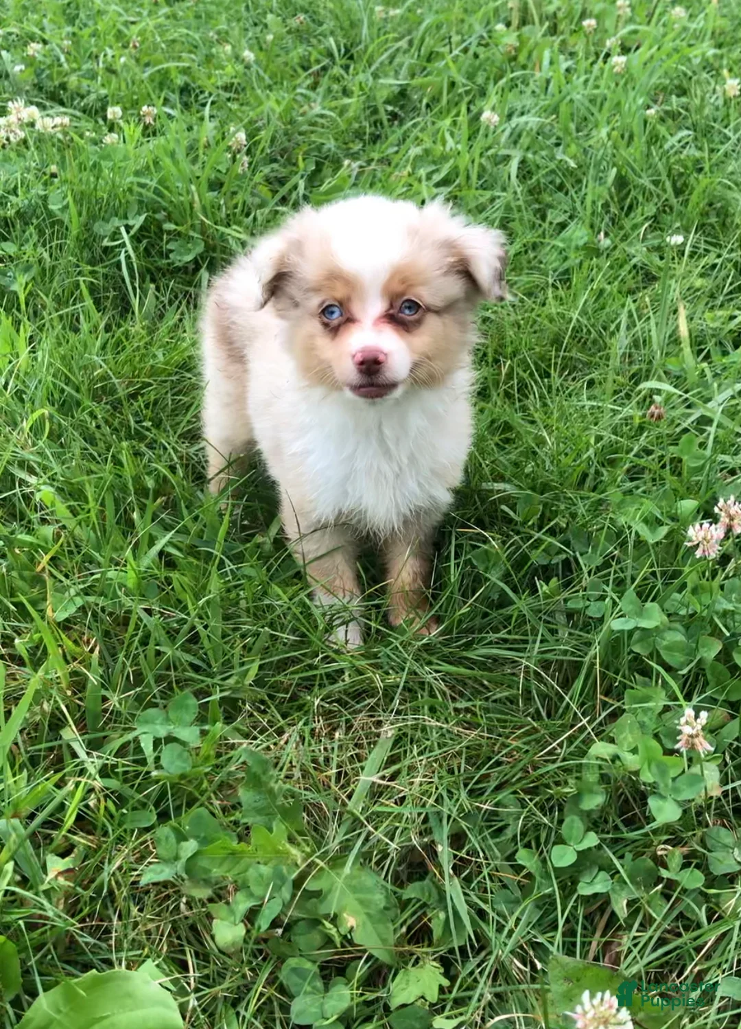 Toy Australian Shepherd dogs for sale: Akira - Ad 1