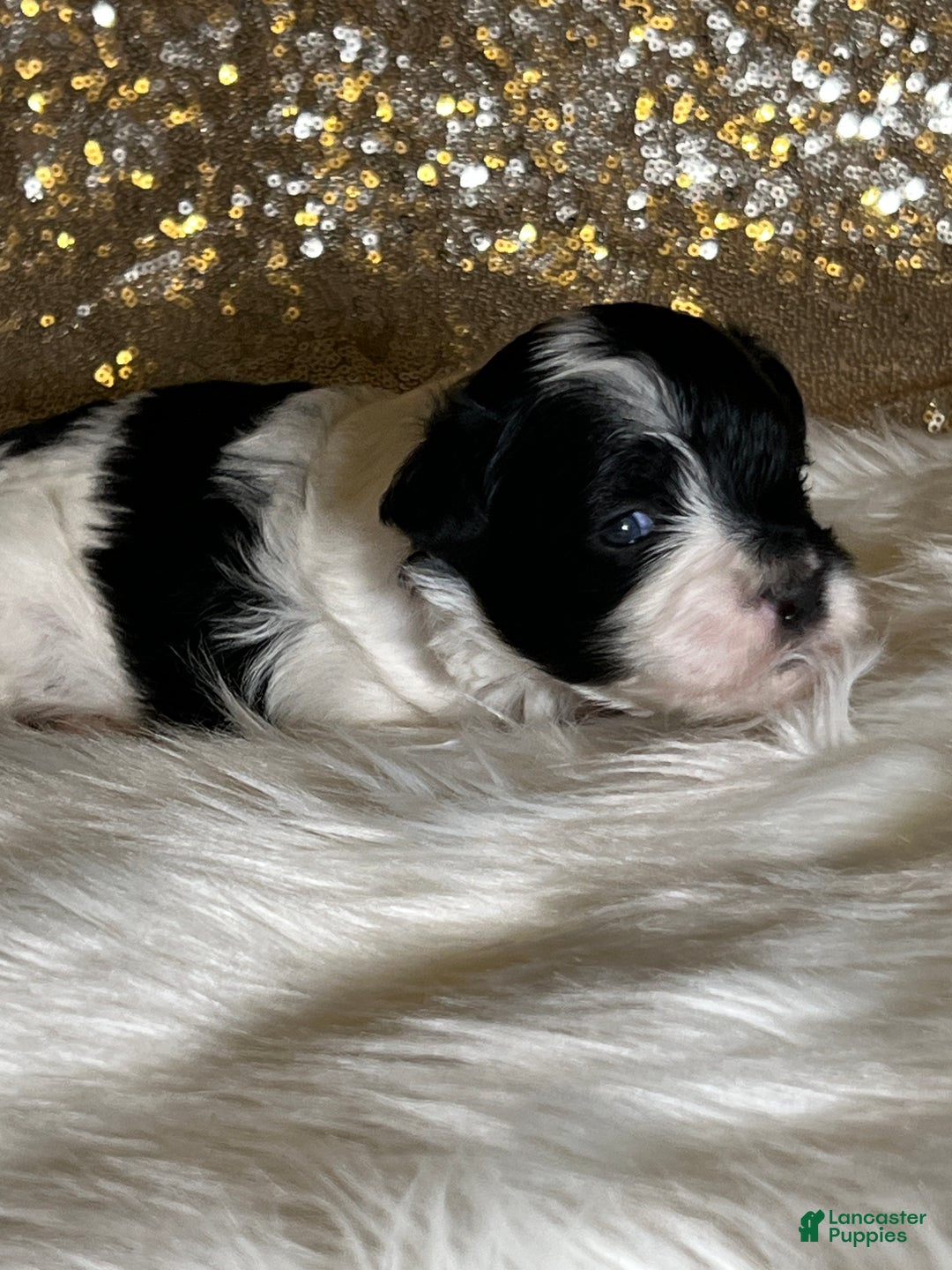 Havanese dogs for sale: Oreo - Ad 3