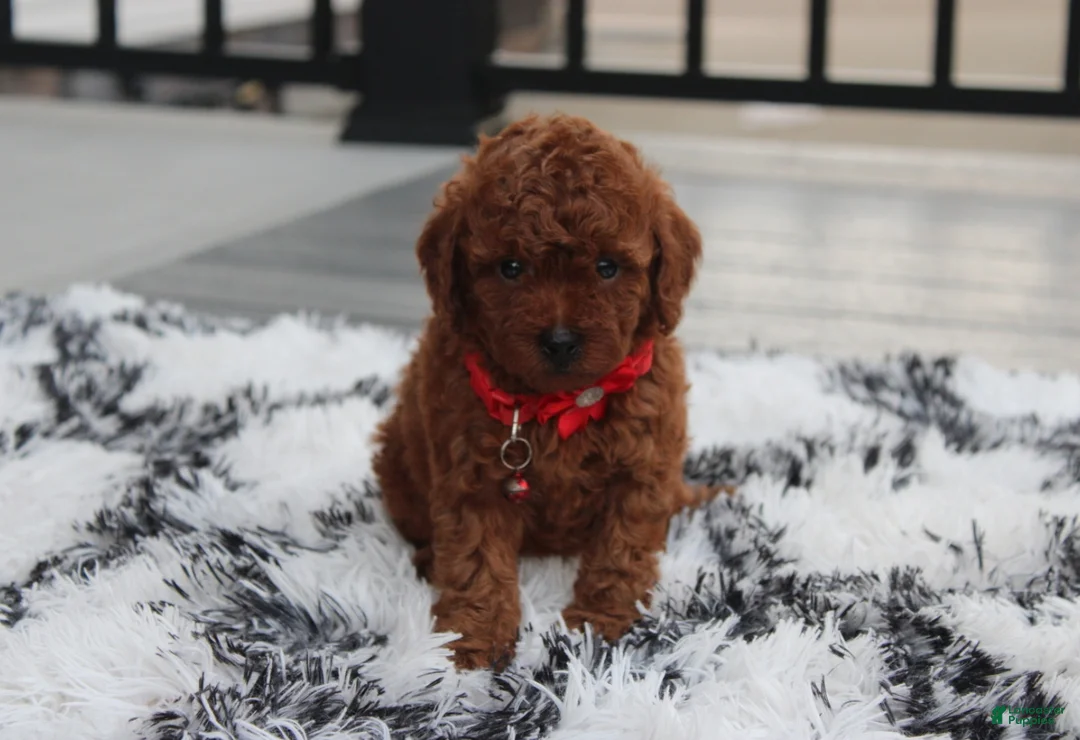 Toy Poodle dogs for sale: Kali - Ad 25