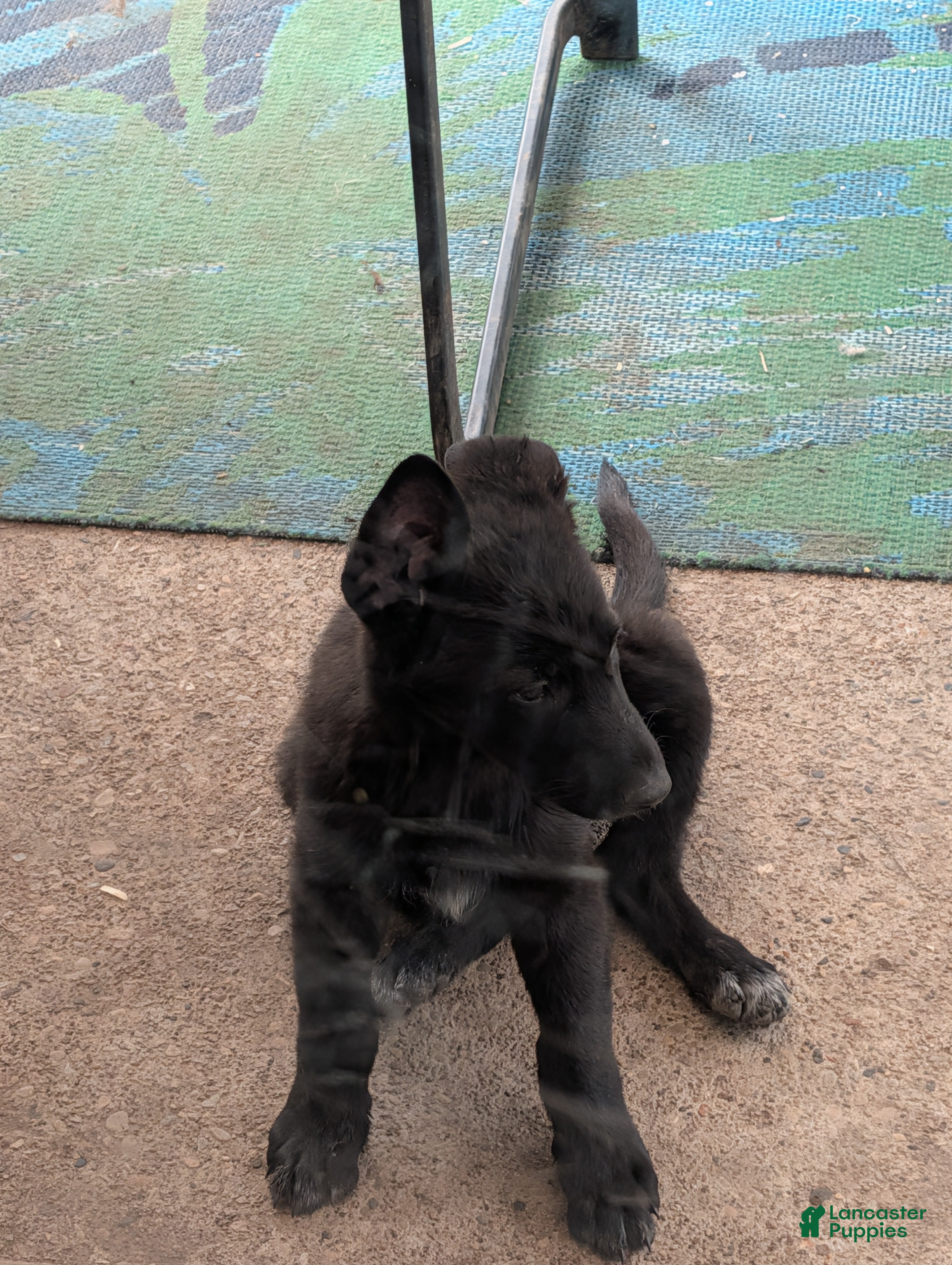 German Shepherd dogs Evanna - Ad 2