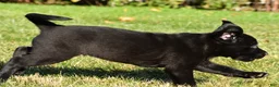 Labrador Retriever dogs for sale: Lexi - Ad 6
