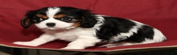 Cavalier King Charles Spaniel dogs for sale: Bo - Ad 8