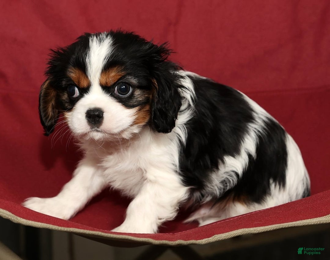 Cavalier King Charles Spaniel dogs for sale: Bo - Ad 8