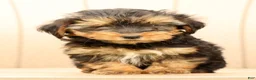 Morkie dogs for sale: DJ - Ad 6