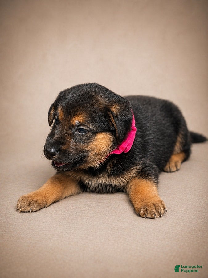 Golden Shepherd dogs Ruby - Ad 8