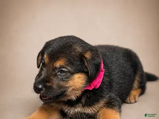 Golden Shepherd dogs Ruby - Ad 8