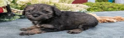 Miniature Schnauzer dogs for sale: Kiki - Ad 3