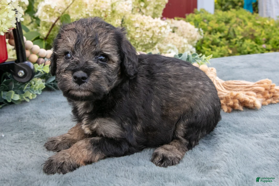 Miniature Schnauzer dogs for sale: Kiki - Ad 3