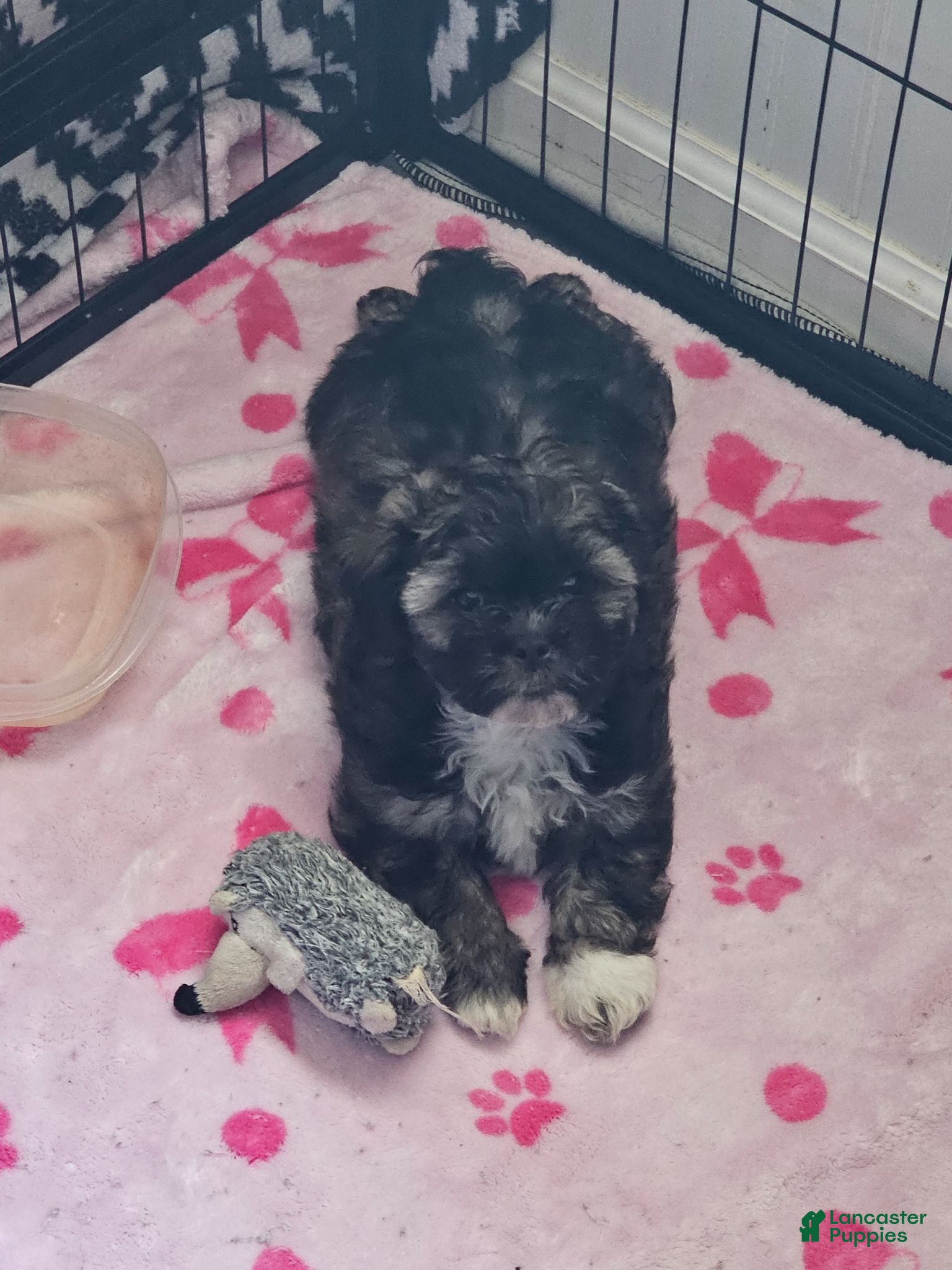 Teddy Bear dogs Sara - Ad 2