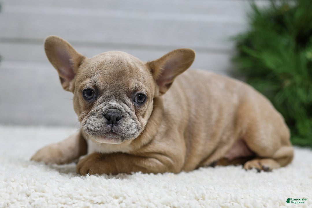 French Bulldog dogs for sale: Carter - Ad 6