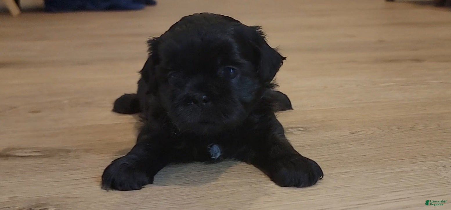 Shih Tzu dogs Sable - Ad 5
