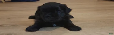 Sable