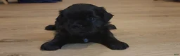 Shih Tzu dogs for sale: Sable - Ad 1