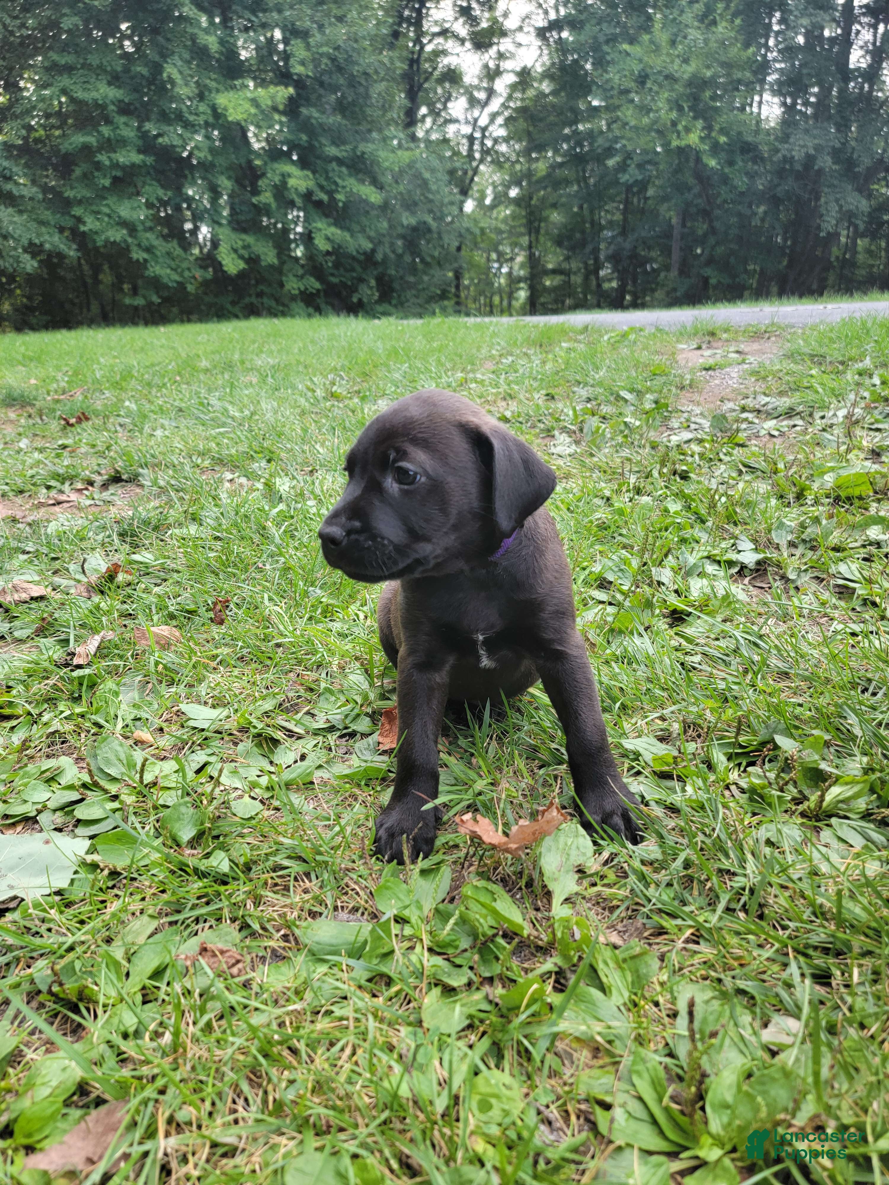 Mixed Breed dogs Zira (purple collar) - Ad 2