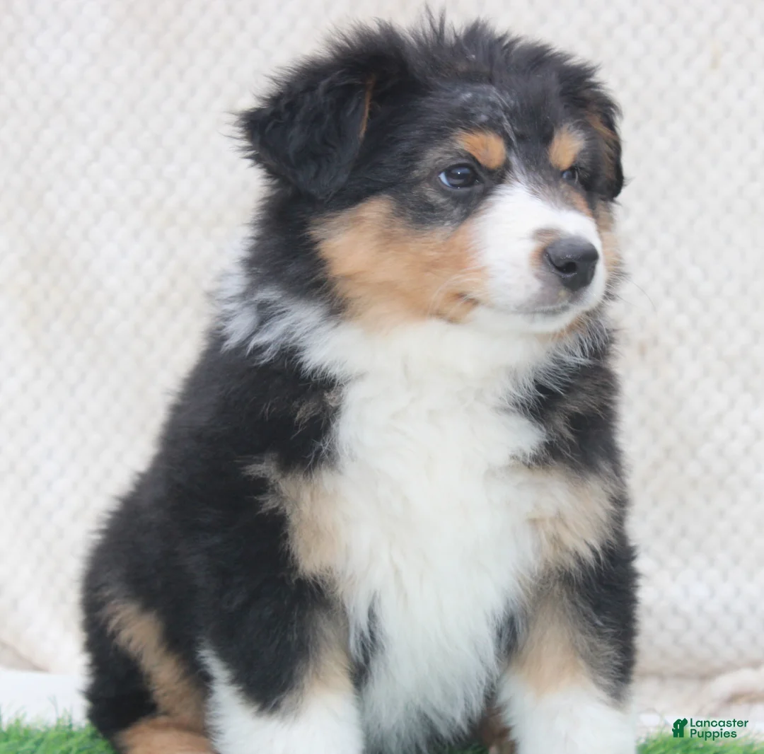 Australian Shepherd dogs for sale: Blake - Ad 3