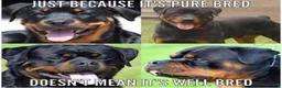 Rottweiler dogs for sale: 2nd Pick Female - Ad 29