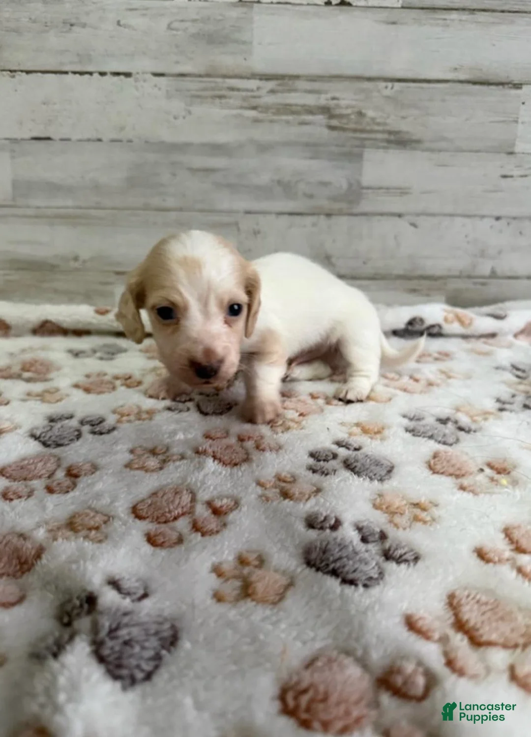 Dachshund dogs for sale: Remy - Ad 2