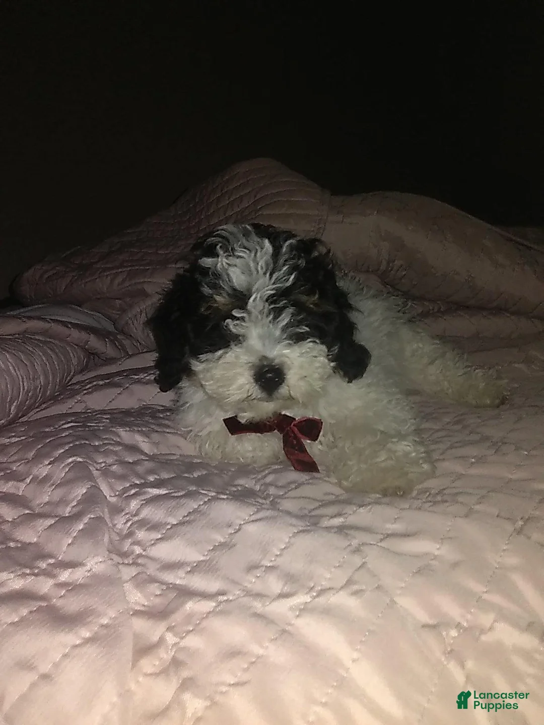 Miniature Poodle dogs for sale: Cookie - Ad 10