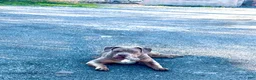 American Bully dogs for sale: Sebastian  - Ad 4