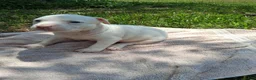 American Bully dogs for sale: American Bully 1 - Ad 5