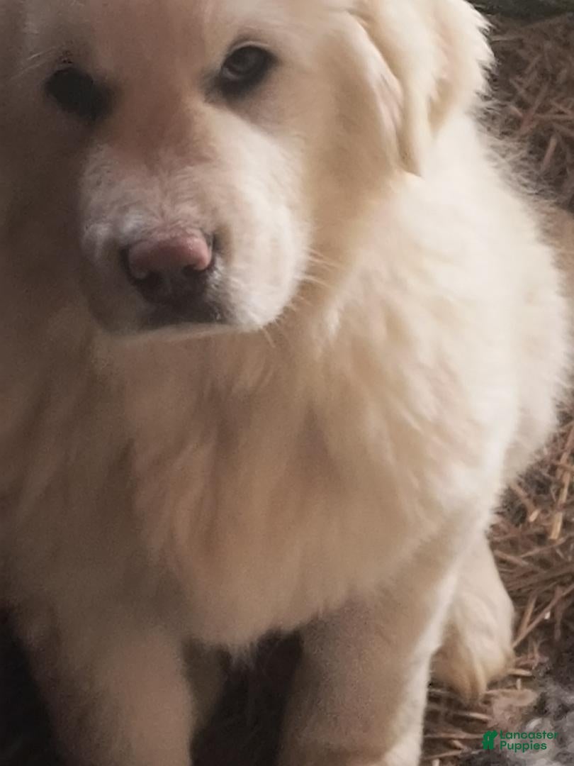Great Pyrenees dogs Great Pyrenees Puppy 1 - Ad 1
