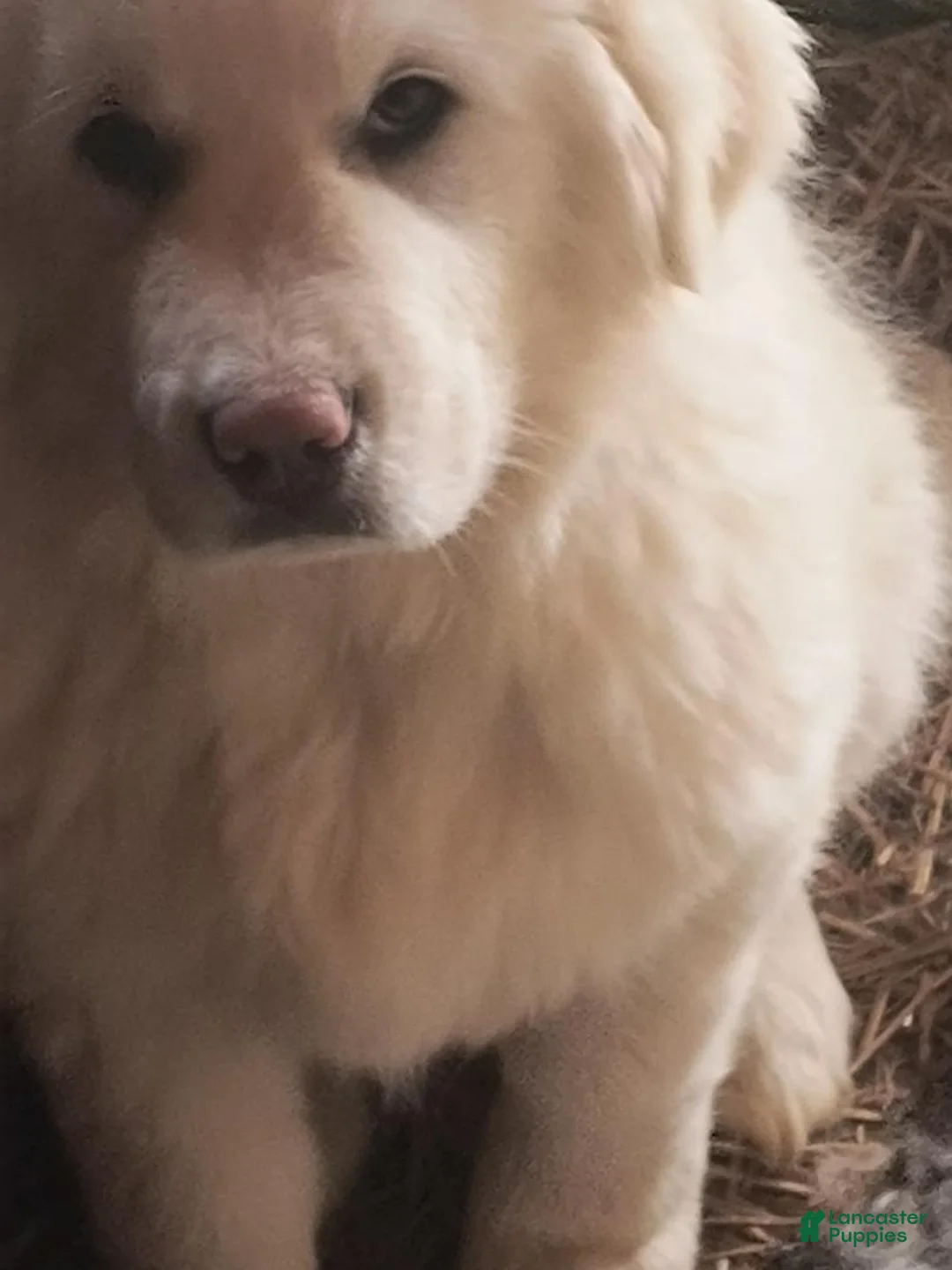 Great Pyrenees dogs for sale: Great Pyrenees Puppy 1 - Ad 1
