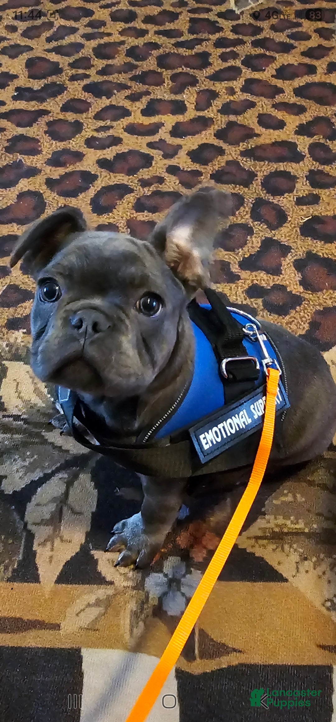 French Bulldog dogs French Bulldog Puppy 1 - Ad 1