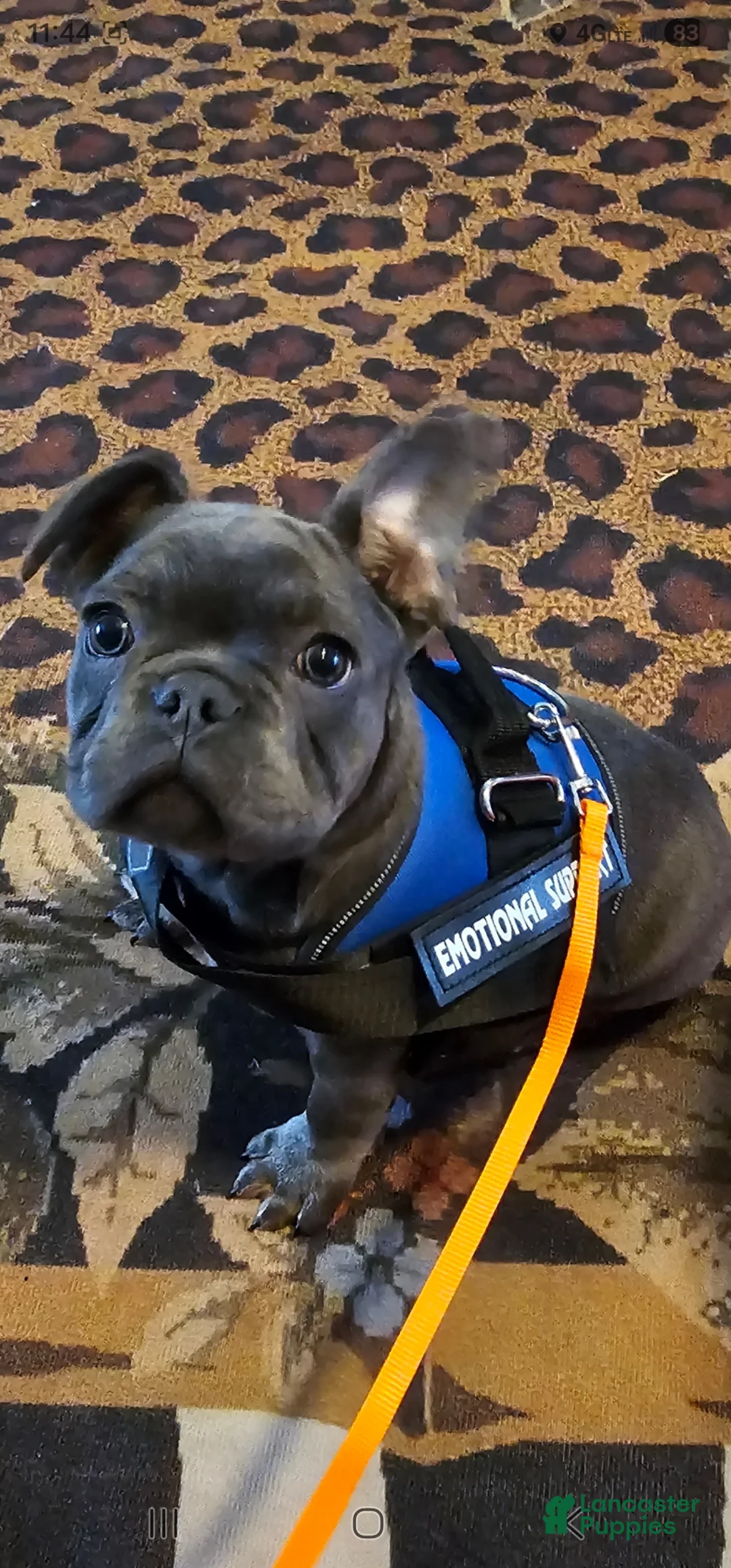 French Bulldog dogs for sale: French Bulldog Puppy 1 - Ad 1