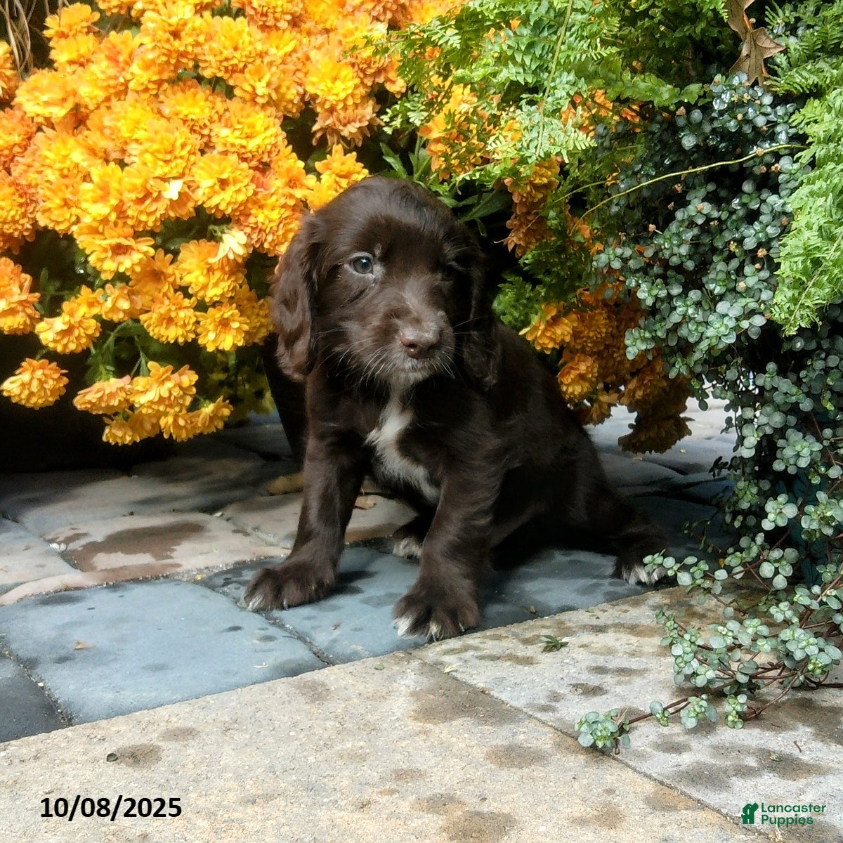 Dog Breed Cocker Jack Pets4homes Working Cocker English Cocker