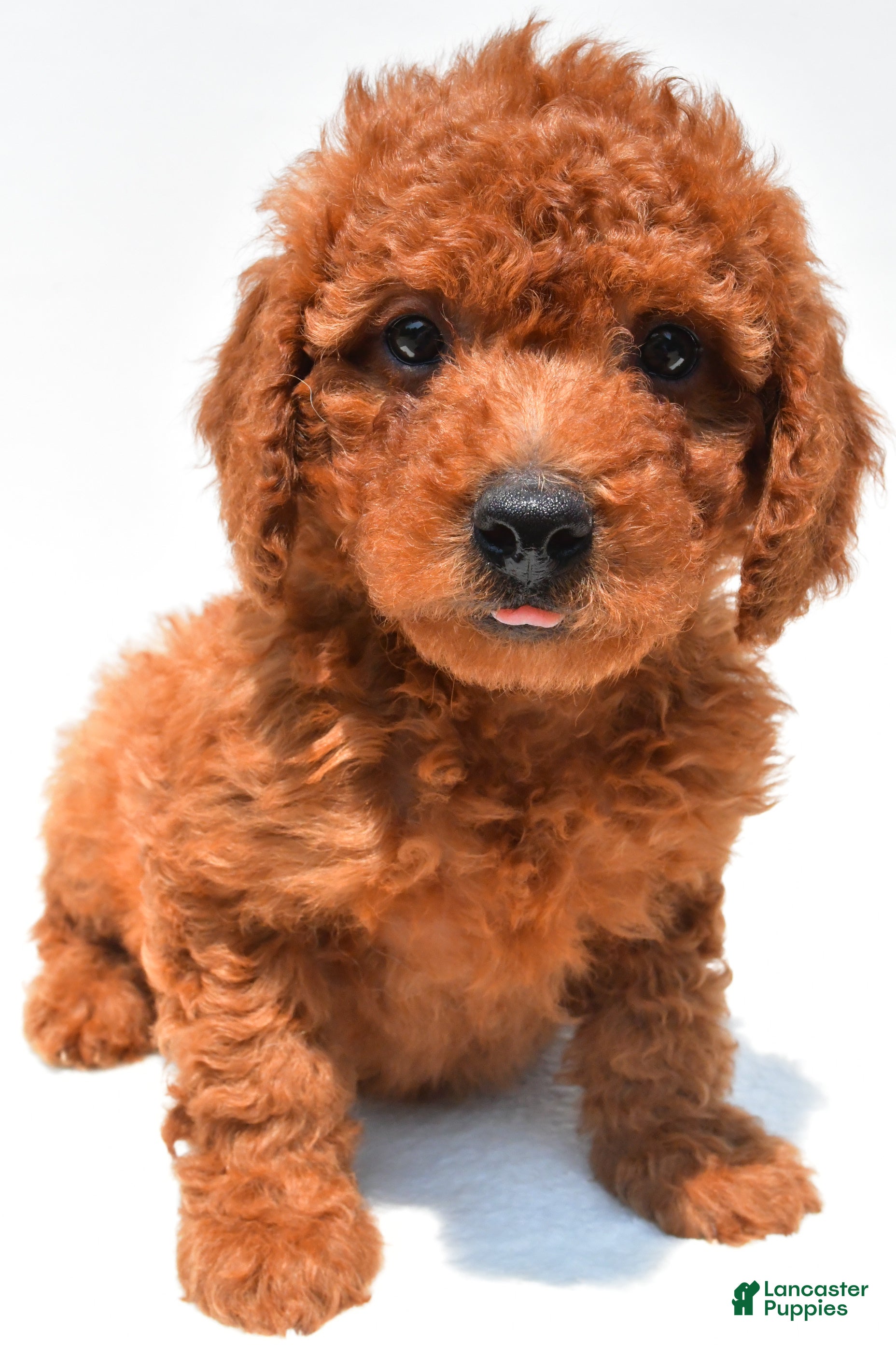 Mini Goldendoodle dogs Nick  - Ad 2