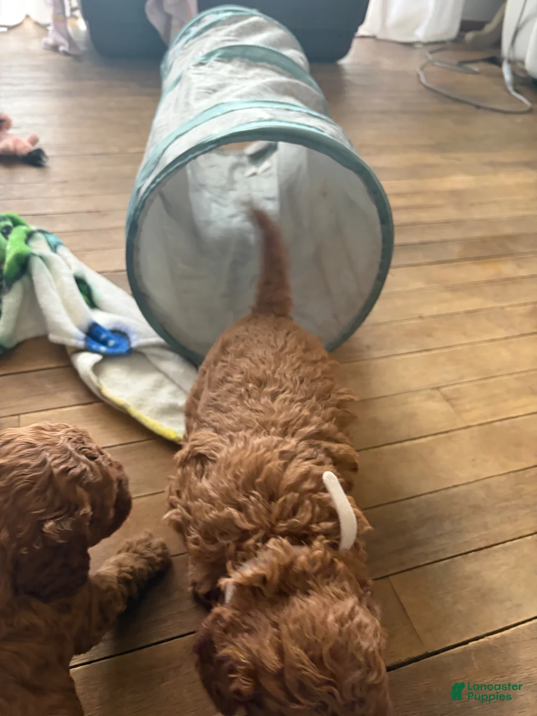 Mini Goldendoodle dogs for sale: Mini Goldendoodle Puppy 4 - Ad 12