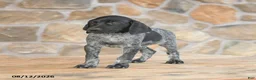 German Shorthaired Pointer dogs for sale: Alexie - Ad 2