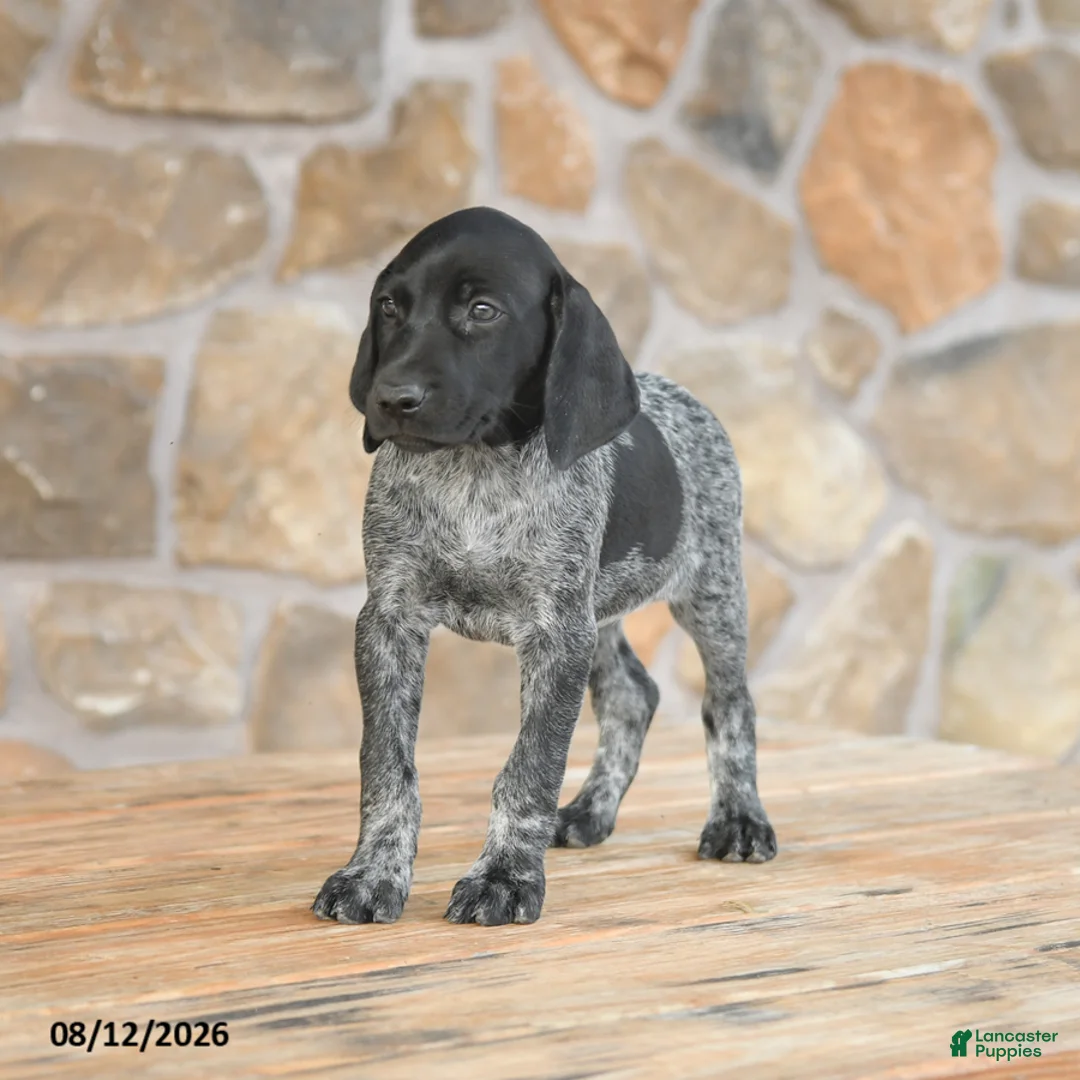 German Shorthaired Pointer dogs for sale: Alexie - Ad 2